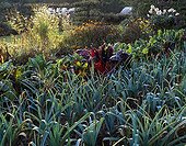 Leeks and chards in a kitchen garden in summer