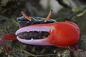Close up of a Fiddler crab