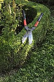 Prunning of a common box hedge in a garden