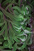 Tentacles of Sea Anemone France