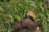 Painted Lady and Grasshopper feeding on excrement
