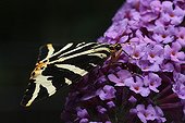 Scale moth foraging on an inflorescence of Buddleia