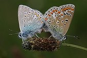 Coupling blue Argus France