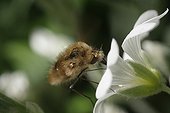 Bombyle a white flower foraging France