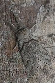 Mimetic on bark beetle in Brittany France