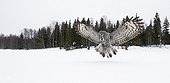 Great Grey Owl about to land Tornio Finland
