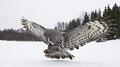 Great Grey Owl about to land Tornio Finland