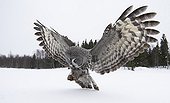 Great Grey Owl about to land Tornio Finland