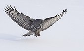 Great Grey Owl about to land Raahe Finland