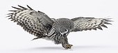 Great Grey Owl landing in snow Tornio Finland
