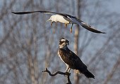 Osprey on a branch and Baltic gull flying Kangasala