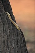 Cape Cobra in a tree Kgalagadi South Africa 