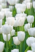 White Tulips 'berliner Weisse' Park Botanical France
