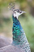 Portrait of a peacock blue backyard Alsace France 