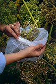 Person collecting seeds of hogweeds