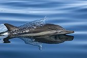 Common dolphin surfing  Gulf of California