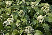 Japanese Skimmia flowering in the spring France