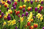 Massive variety of Tulips and Daffodills in bloom France