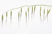 Slender oat in studio on white background Provence France