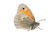 Small heath in studio on white background Provence France
