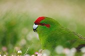 Red-fronted Parakeet feeding on Enderby Island