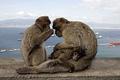 Family of Barbary Macaques  in Gibraltar Spain