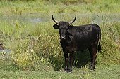 Camargue bull in the Camargue marshes Vaccares