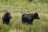 Camargue bull and cow in the Camargue marshes Vaccares
