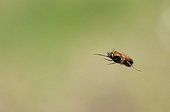 Dotted bee-fly flying over a dry lawn Bourgogne France  ; along the Loire 