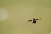 Dotted bee-fly flying over a dry lawn Bourgogne France  ; along the Loire 