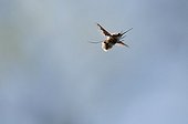 Large bee fly flying over a dry lawn Bourgogne France  ; along the Loire 