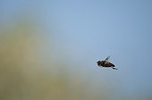 Hottentot bee fly flying over a dry lawn Bourgogne France  ; along the Loire 