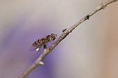 Marmalade Hover-fly on a twig in a garden France 