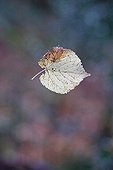 Lime Leaf hanging by a thread of spider France