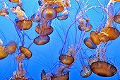 Pacific sea nettle Jellyfishes floating in water California