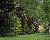 Hale garden trees and shrubs in the Essonne France ; Mockorange, Giant Filber 'Purpurea', Elder, Choisya, Dogwood 'Aurea'