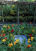 Canna and Plectranthus in a summer garden Tarn France ;  
