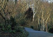 Trees and bushes in a garden path in winter France ; Japanese Skimmia, Corsican hellebore, Bee bee tree and White-stemmed Bramble