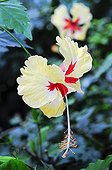 Hibiscus 'Sylvia Goodman' in bloom in a garden