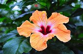 Hibiscus 'Bangkok' in bloom in a garden