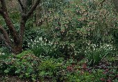 The Gardens of Bellevue at spring Seine-Maritime France ; Hellebore, Summer snowflake 'Gravetye Giant', Redflower currant 'Albescens' and Japanese Cherry Tree