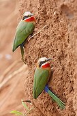 White-fronted bee-eaters of the earth Kruger South Africa 
