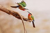 White-fronted bee-eaters on a branch Kruger South Africa 