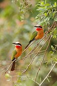 White-fronted bee-eaters on a branch Kruger South Africa 