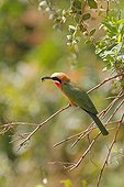 Bee-eater White-fronted with captured insect Kruger 