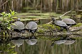 European Pond Turtle Moulin-de-Vert NR Switzerland