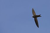 Common Swift in flight Lausanne Switzerland