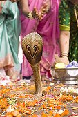 Religious celebration in a temple with an Asian Cobra India