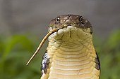 Portrait of an adult King Cobra eating a Snake India