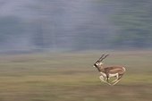 Blackbuck male running in the Bardia NP Nepal